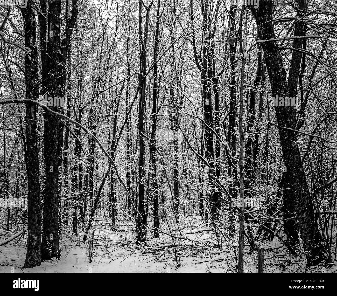 Woods black and white hi-res stock photography and images - Alamy