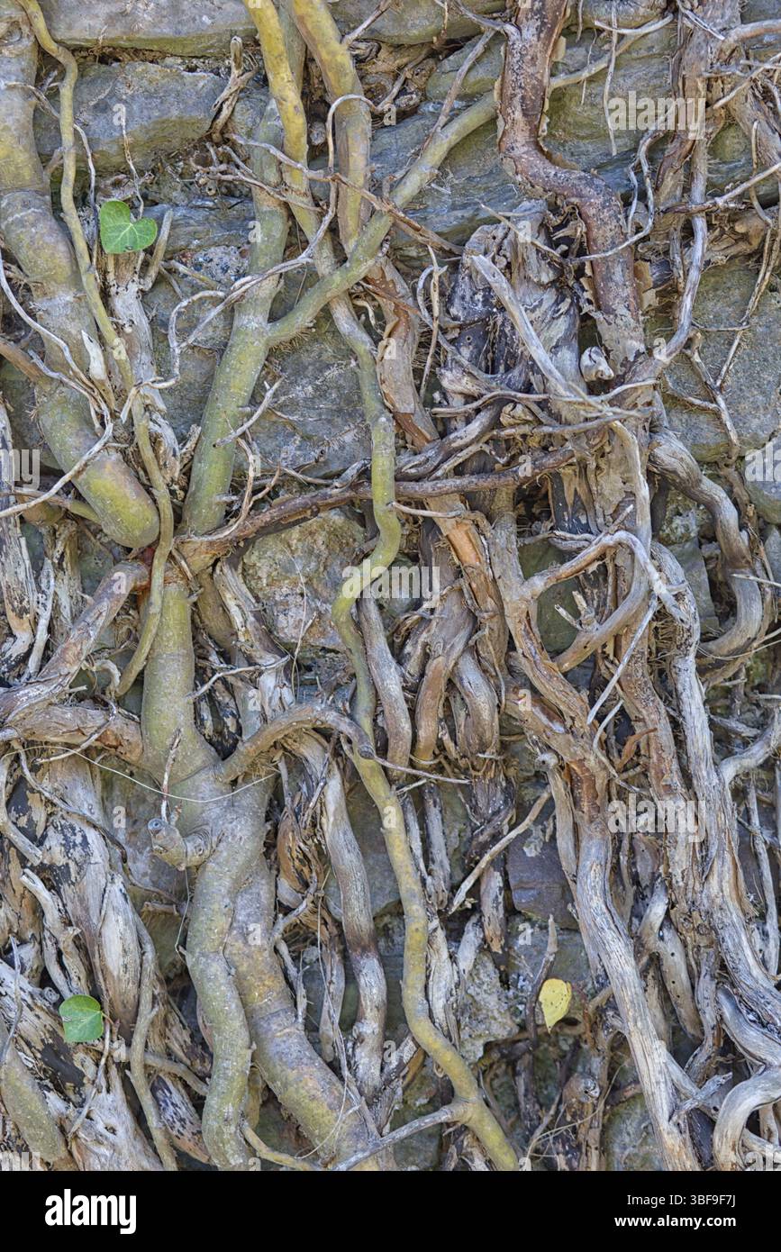 Vines on a stone wall Stock Photo