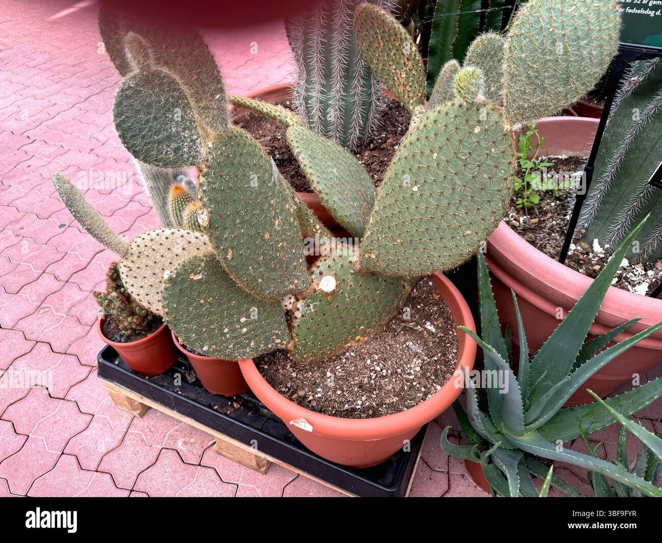 Bonsai cactus hi-res stock photography and images - Alamy