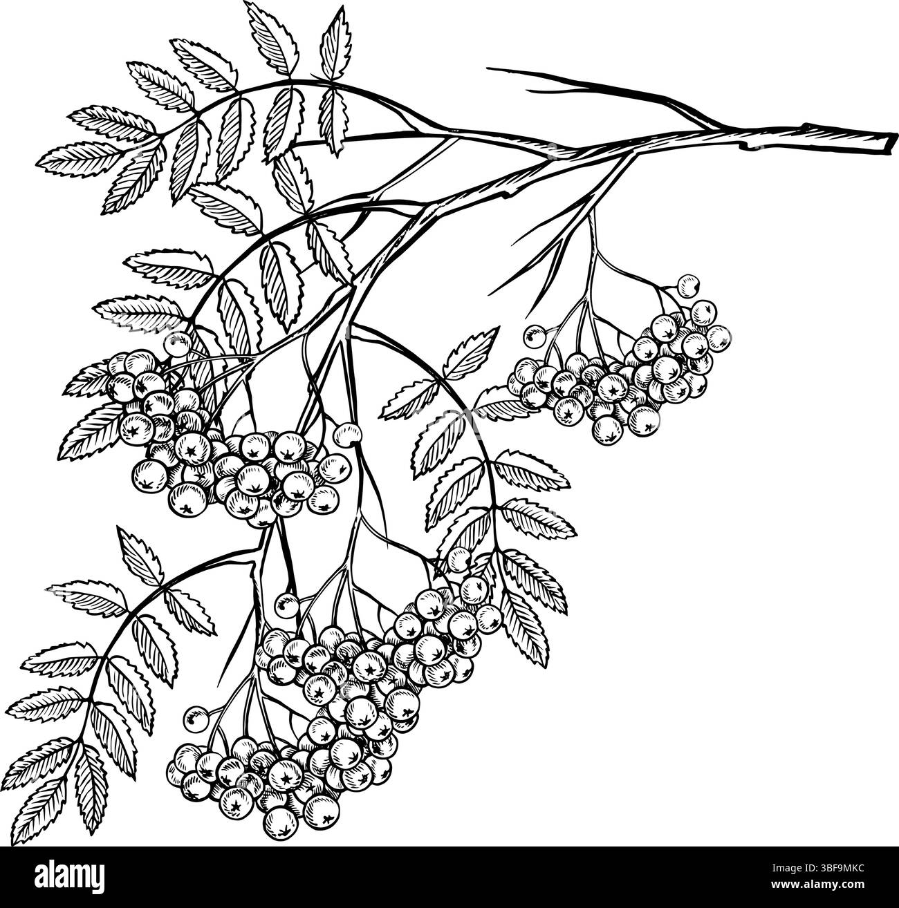 A branch of mountain ash. Vector graphics. Black and white hand-drawn ...