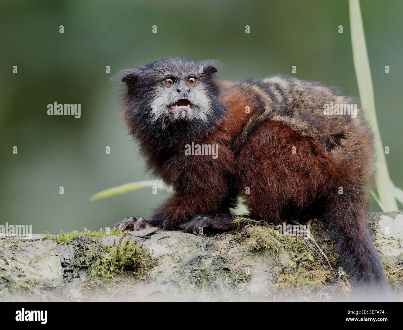 Ear Saddle Hi res Stock Photography And Images Alamy ear-saddle-hi-res-stock-photography-and-images-alamy
