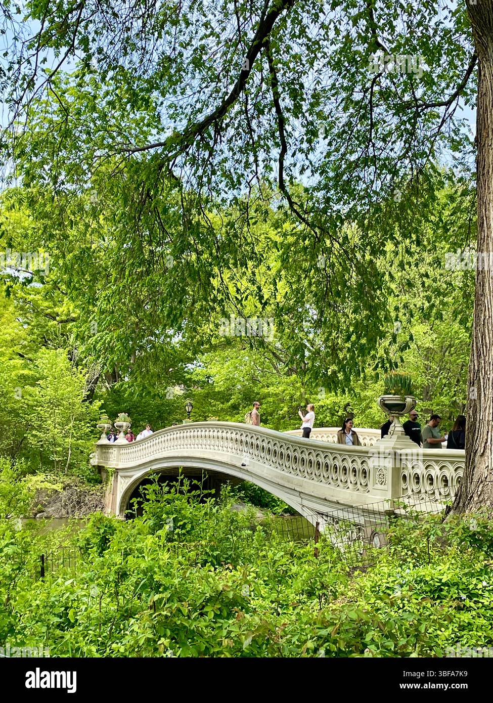 Bow Bridge is an elegant tourist attraction at the lake in Central Park loved by tourists, 2025, New York City, USA - Smartphone Captured Stock Image