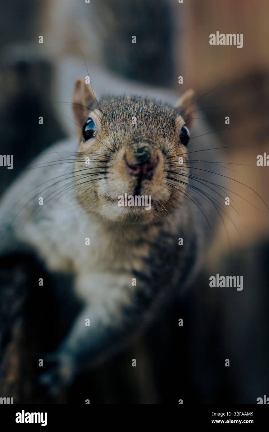 Friendly gray squirrel in a city park. Stock Photo
