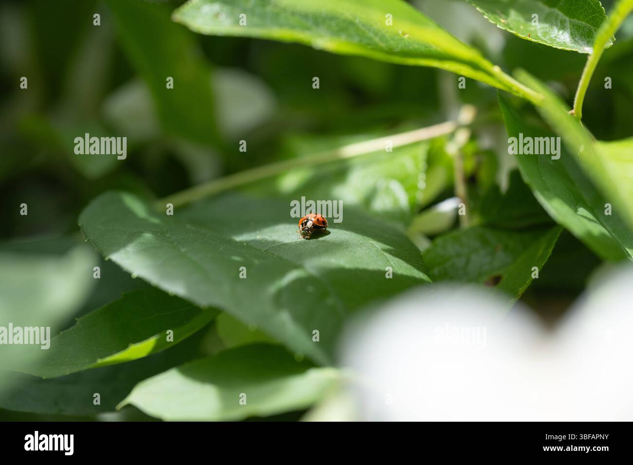 GERMANY - AACHEN - INSECT Stock Photo - Alamy
