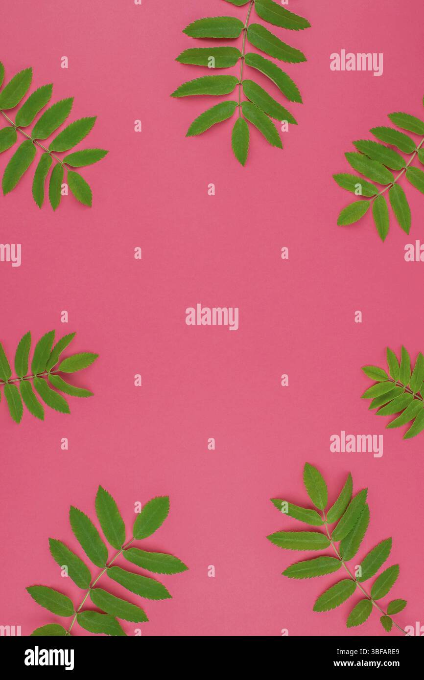 Creative flat lay top view pattern with fresh green rowan tree leaves ...