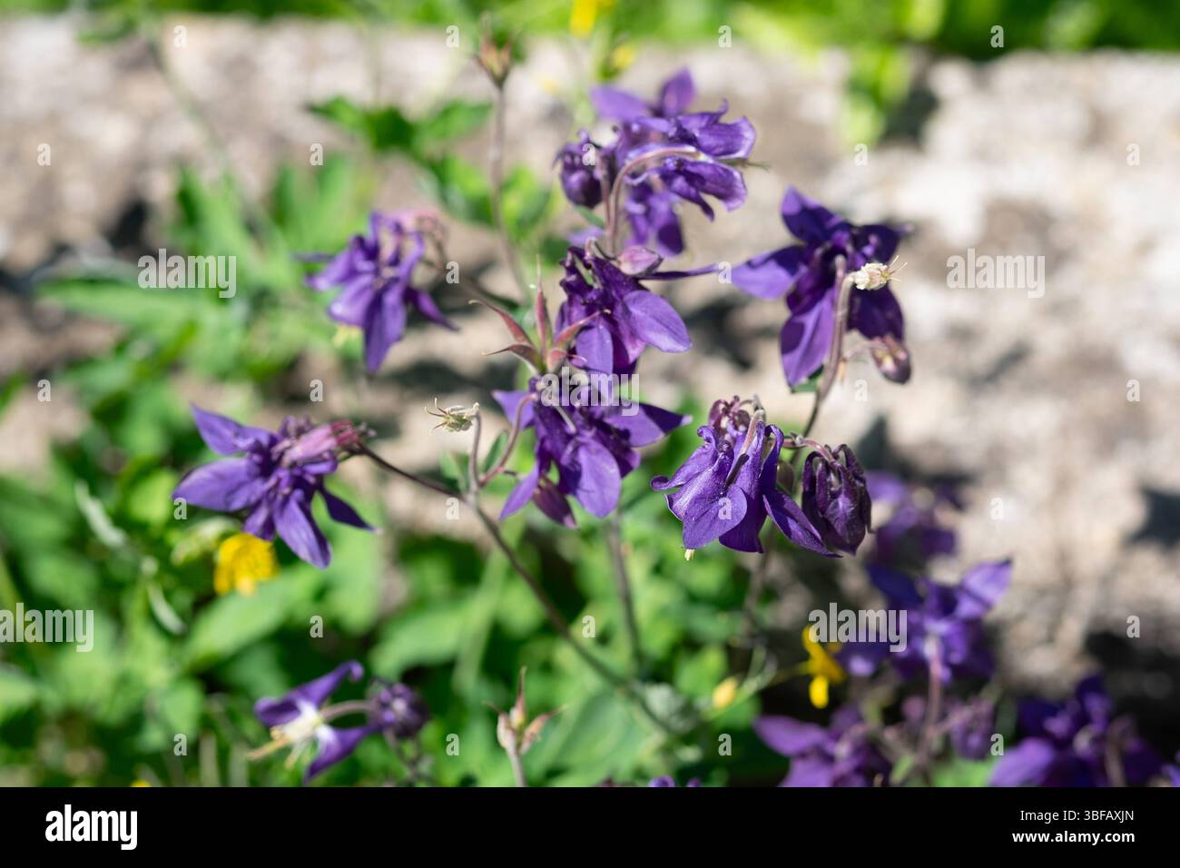 Akeleie hi-res stock photography and images - Alamy