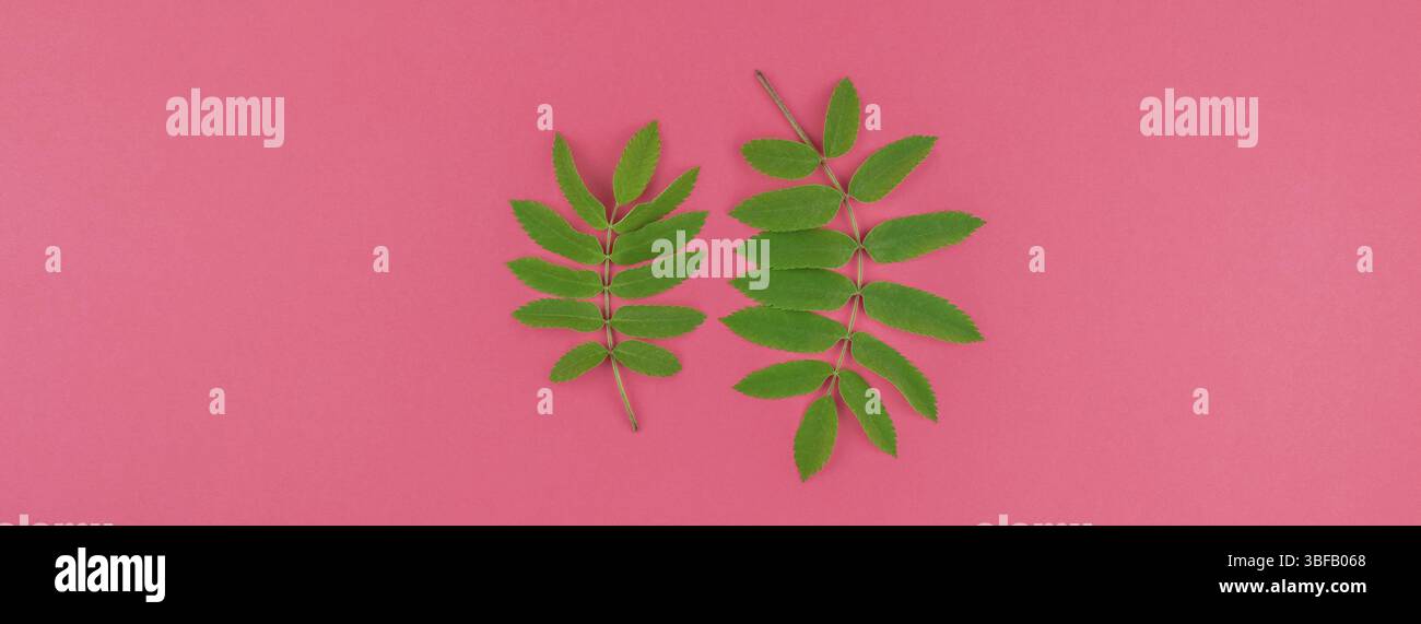 Creative flat lay top view pattern with fresh green rowan tree leaves ...