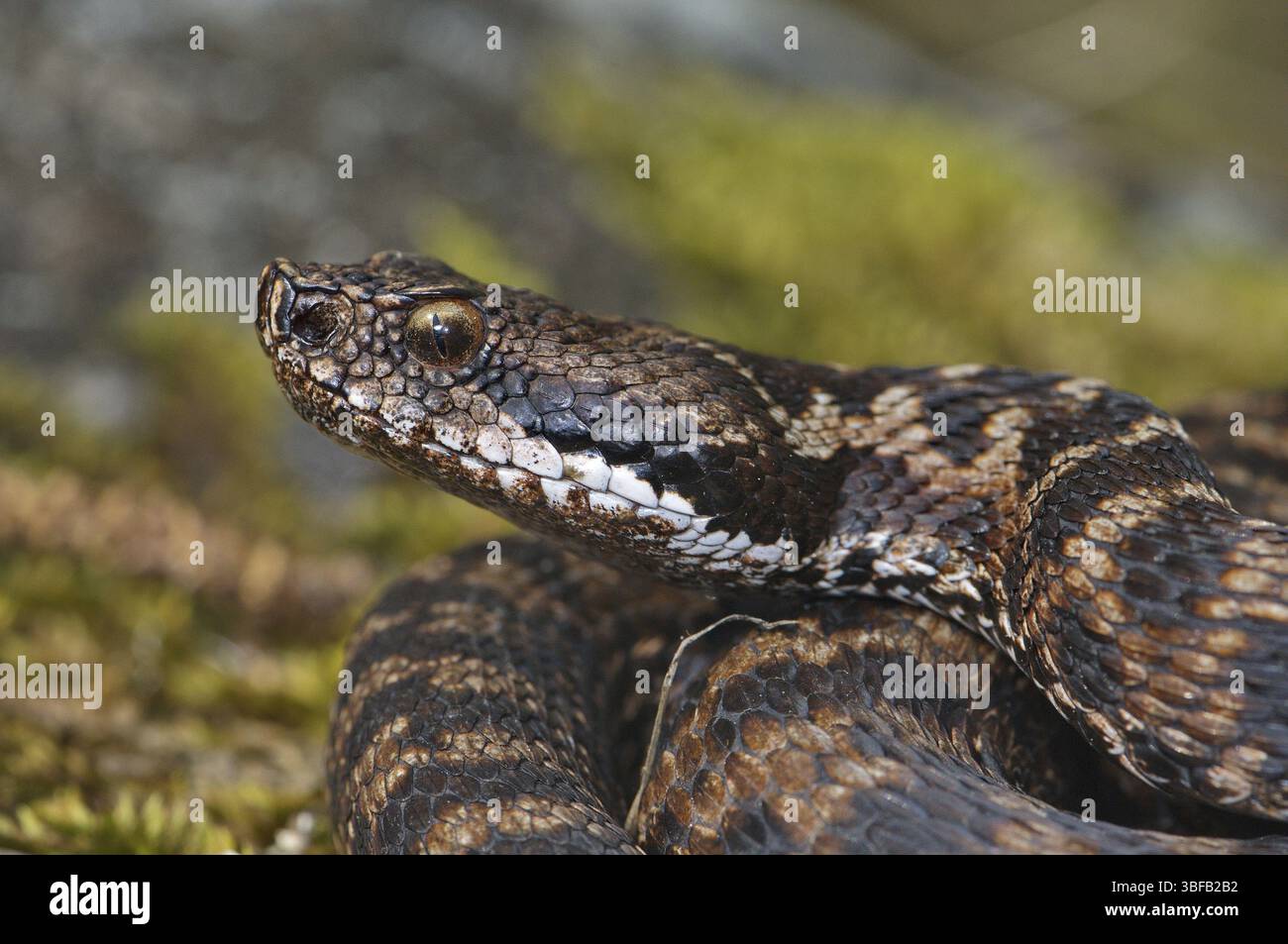 Alpine viper portrait (Vipera a. atra Stock Photo - Alamy