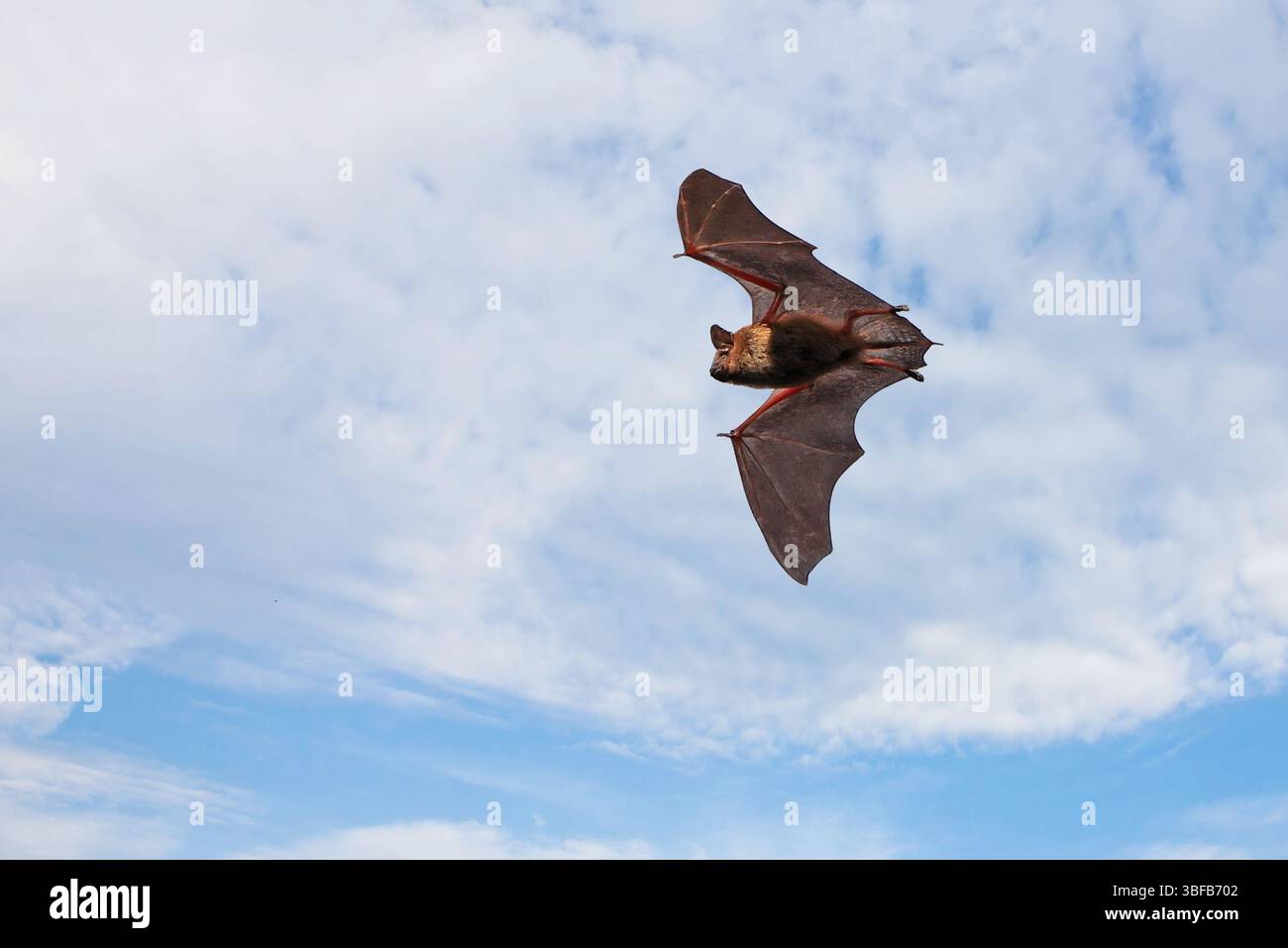 Flying bat background hi-res stock photography and images - Alamy