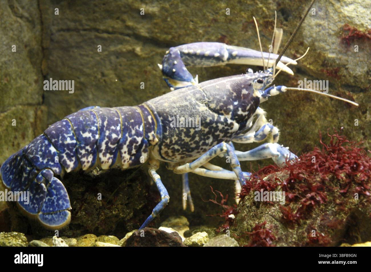 Homarus Gammarus Homarus Gammarus Stock Photo Alamy Homarus Gammarus Homarus Gammarus Stock Photo Alamy