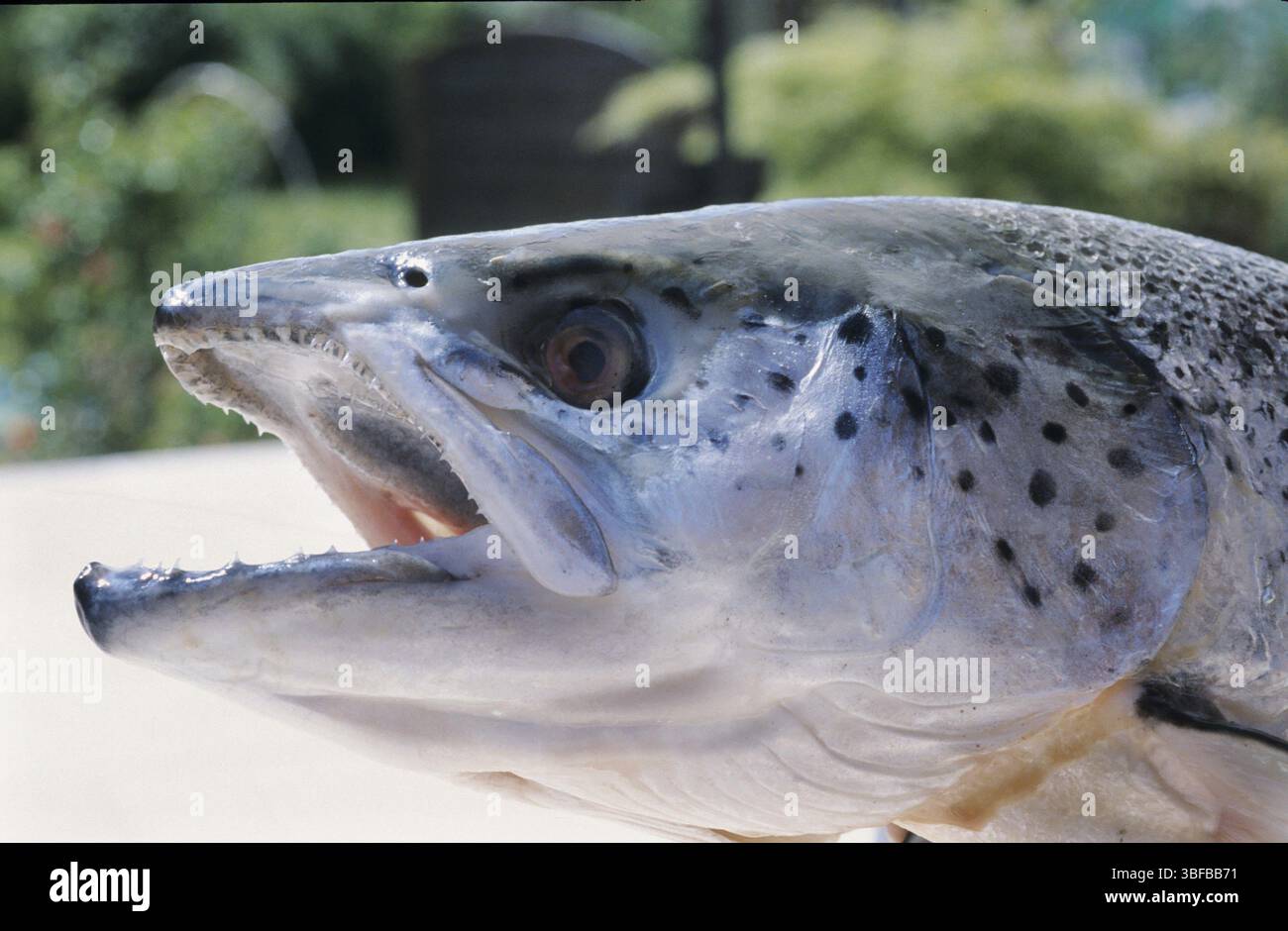 Salmon Salmo Salar Stock Photo Alamy