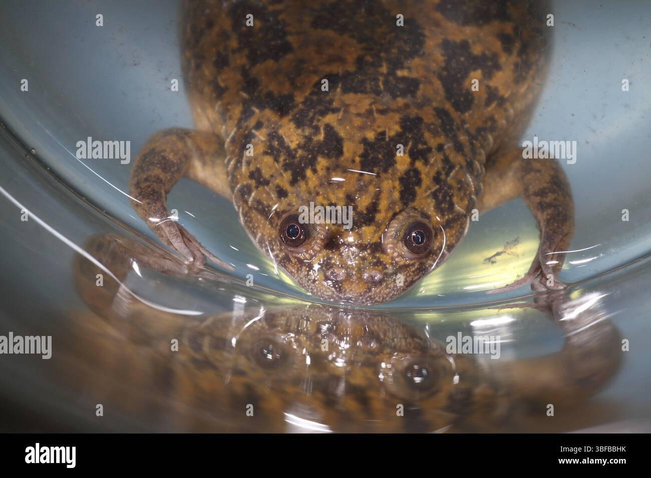 Smooth clawed frog (Xenopus laevis Stock Photo - Alamy