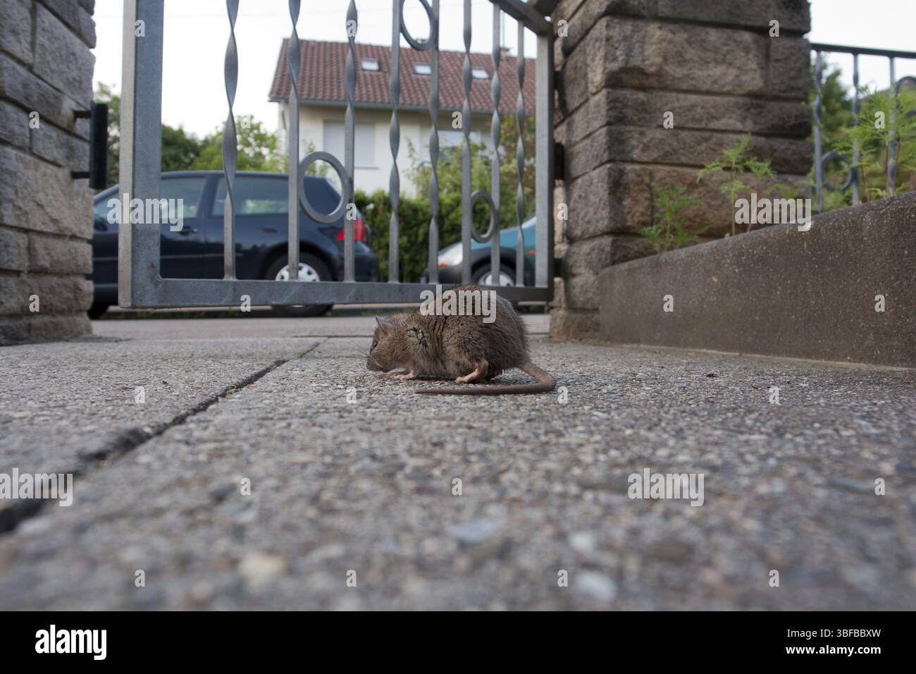 House rat (Rattus rattus Stock Photo - Alamy