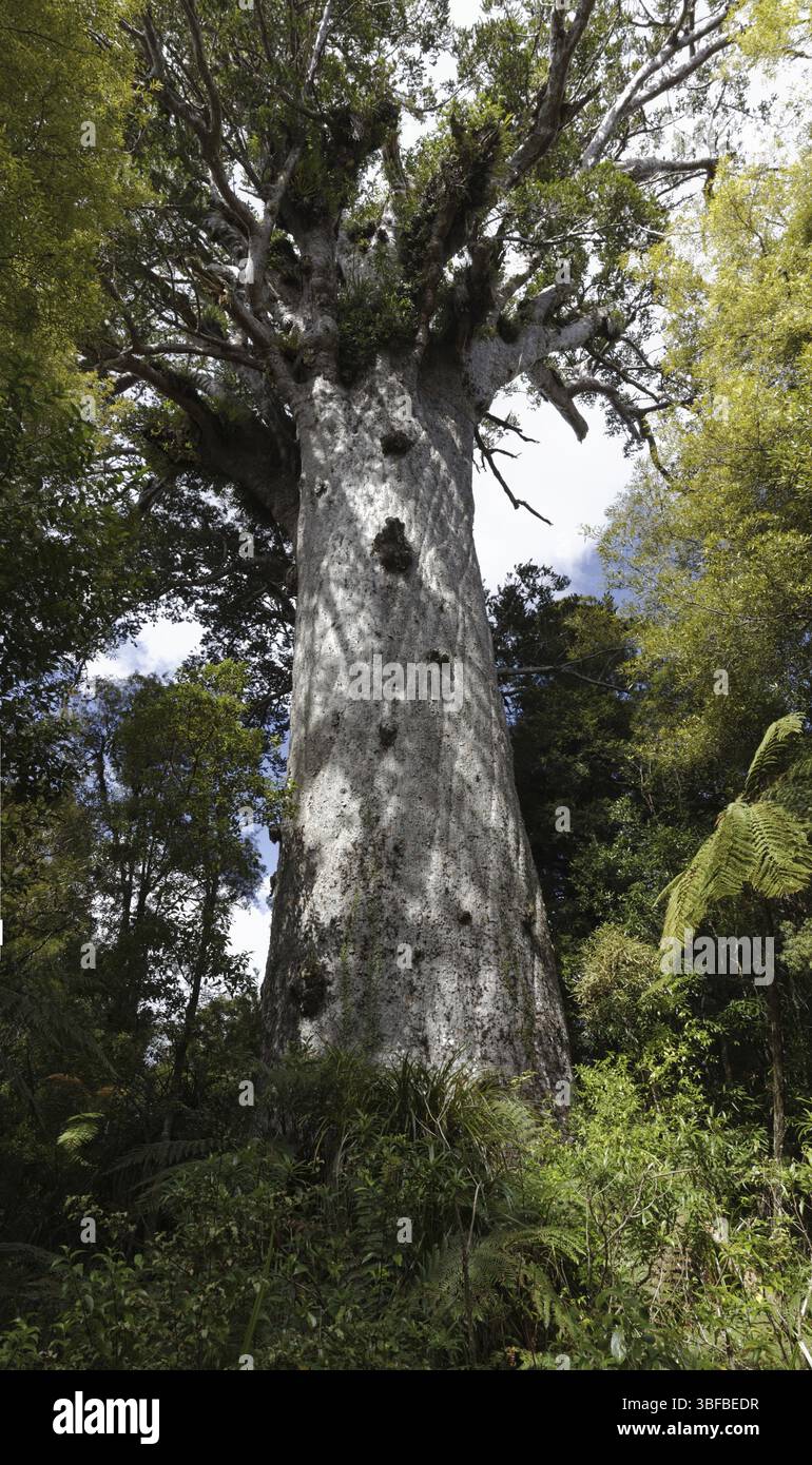 Cowrie tree (Agathis australis Stock Photo - Alamy