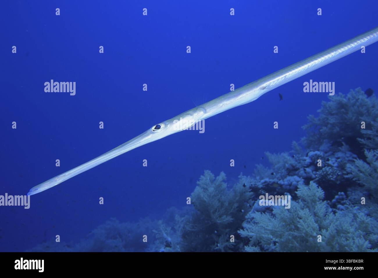 Bluespotted Cornetfish (Fistularia commersonii Stock Photo - Alamy