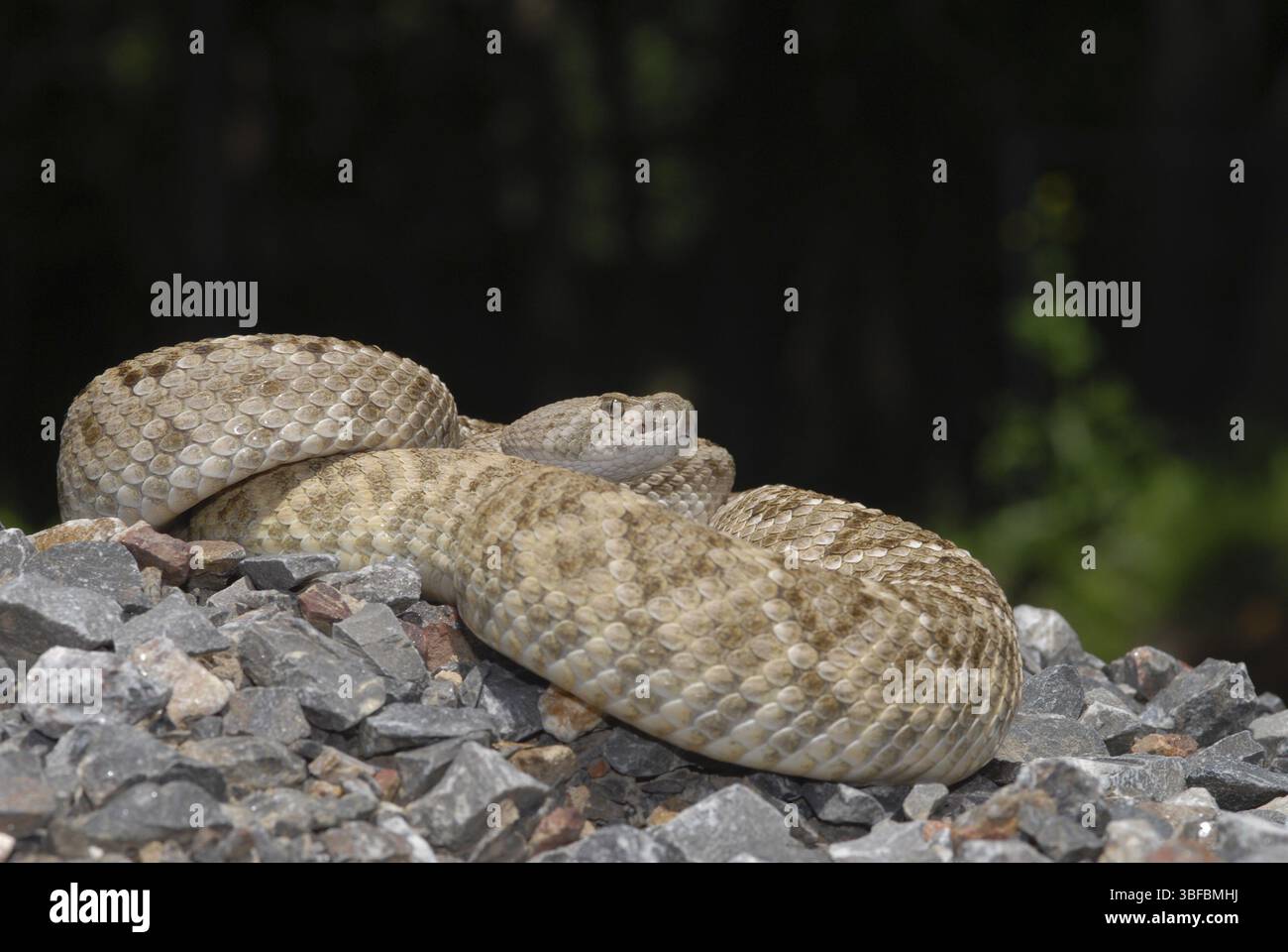 Texas rattlesnake (Crotalus atrox Stock Photo - Alamy