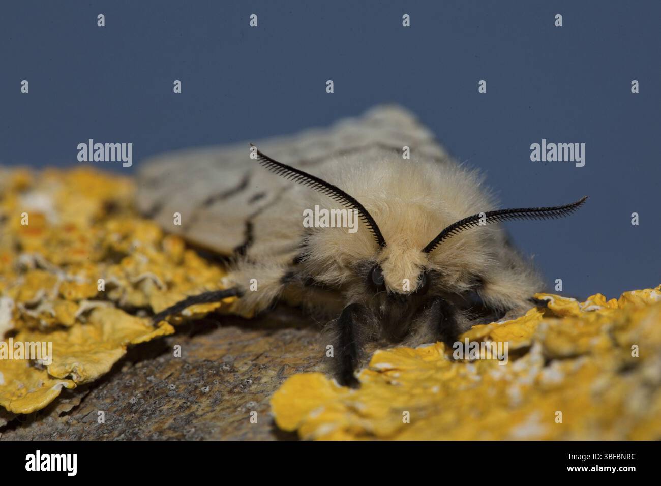 Gypsy moth (Lymantria dispar Stock Photo - Alamy