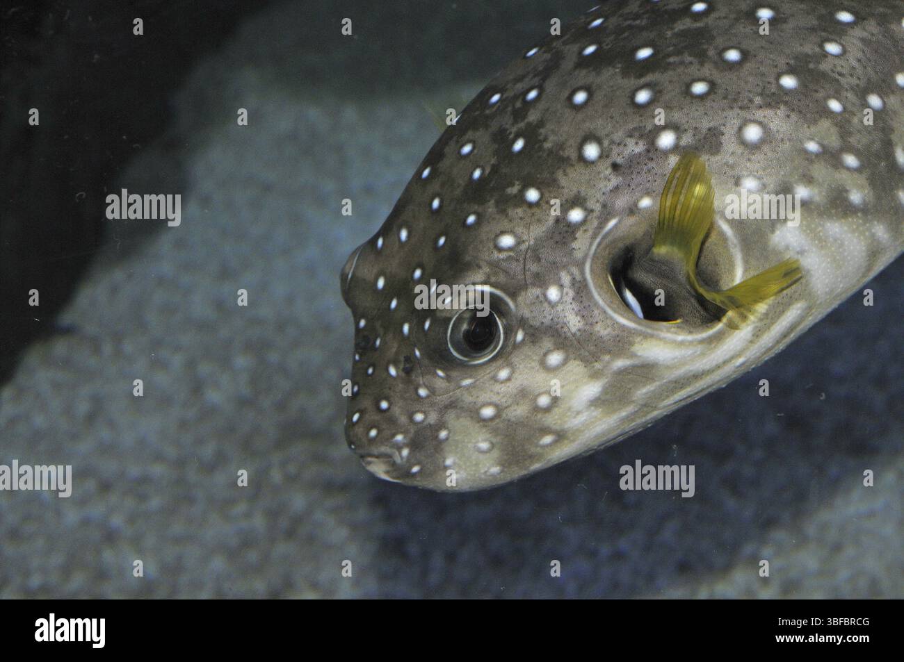 White-spotted pufferfish (Arothron hispidus) Stock Photo