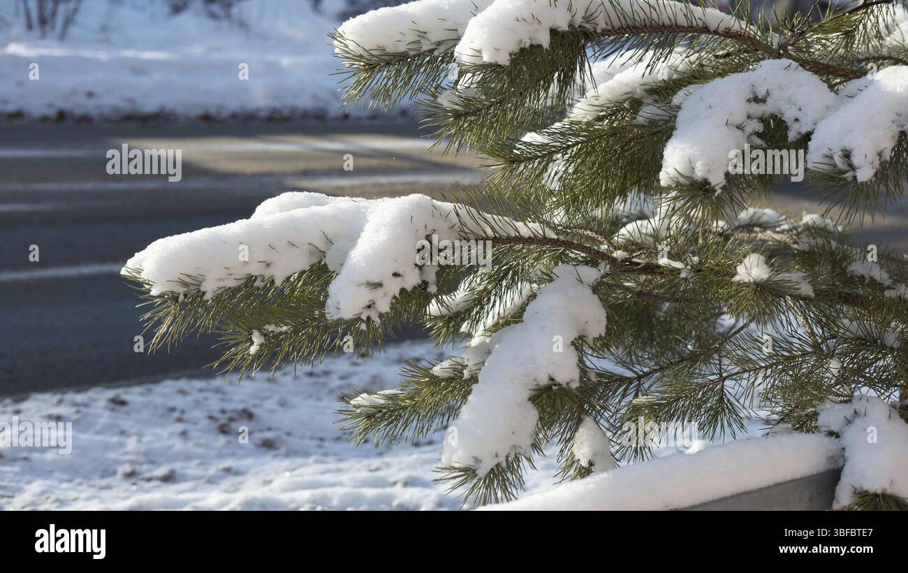 Pine branches bent under the snow, winter forest Stock Photo