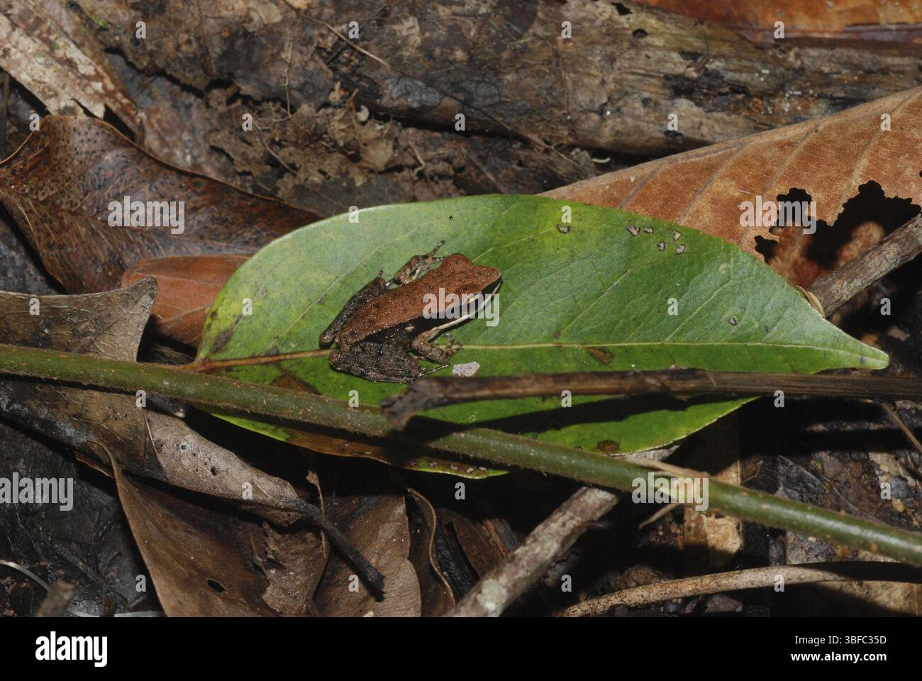 Frog species southeast asia hi-res stock photography and images - Alamy