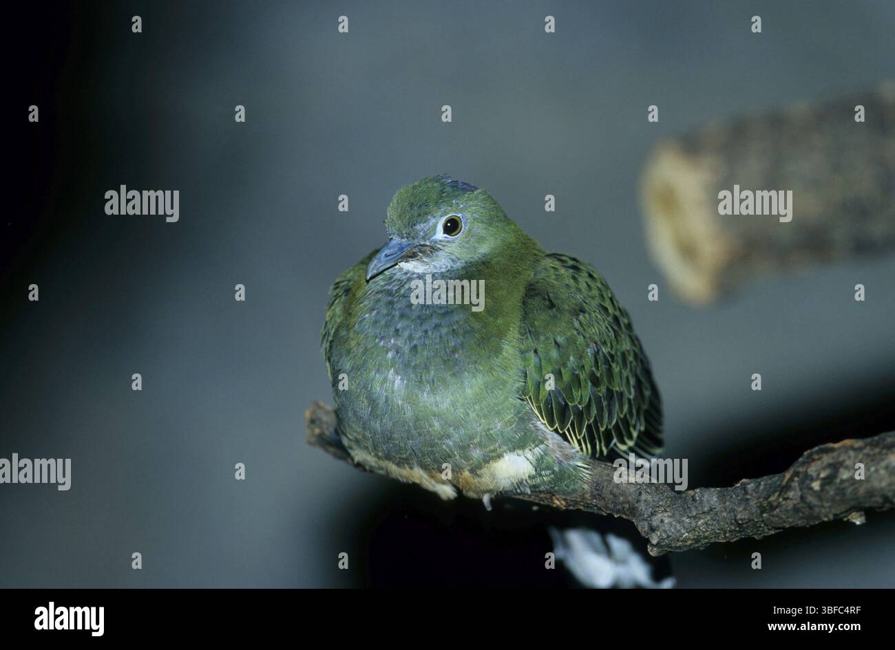 Thick billed ground pigeon hi-res stock photography and images - Alamy