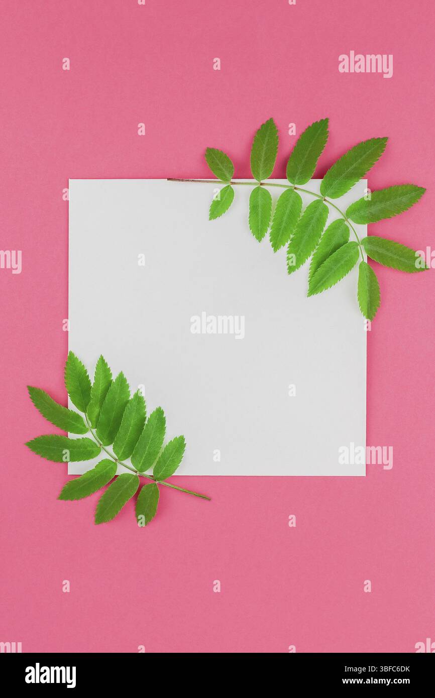 Creative flat lay top view white letter mock up with fresh green rowan ...