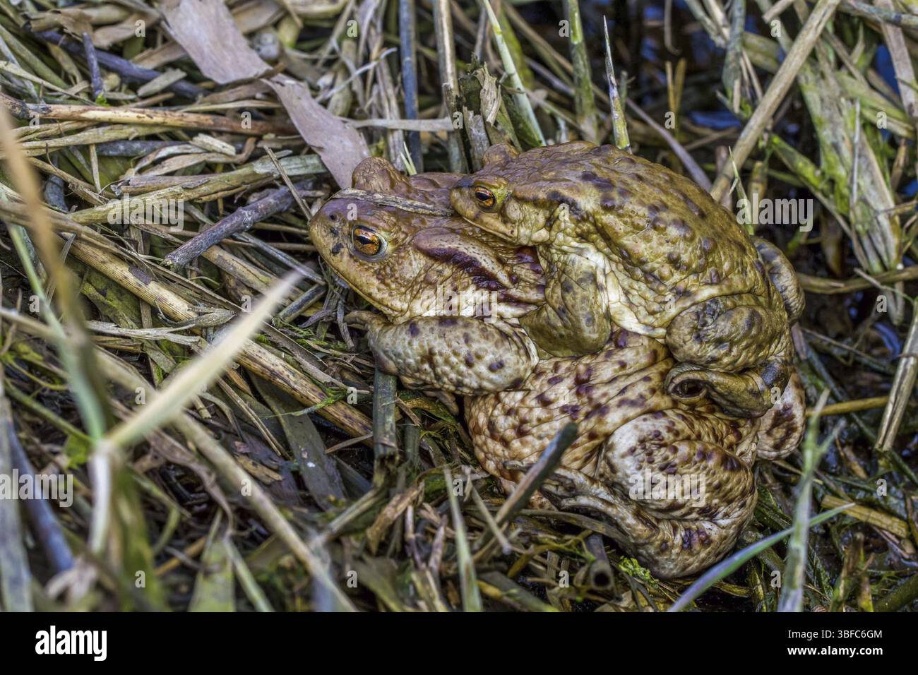 Common toads mating (Bufo bufo Stock Photo - Alamy