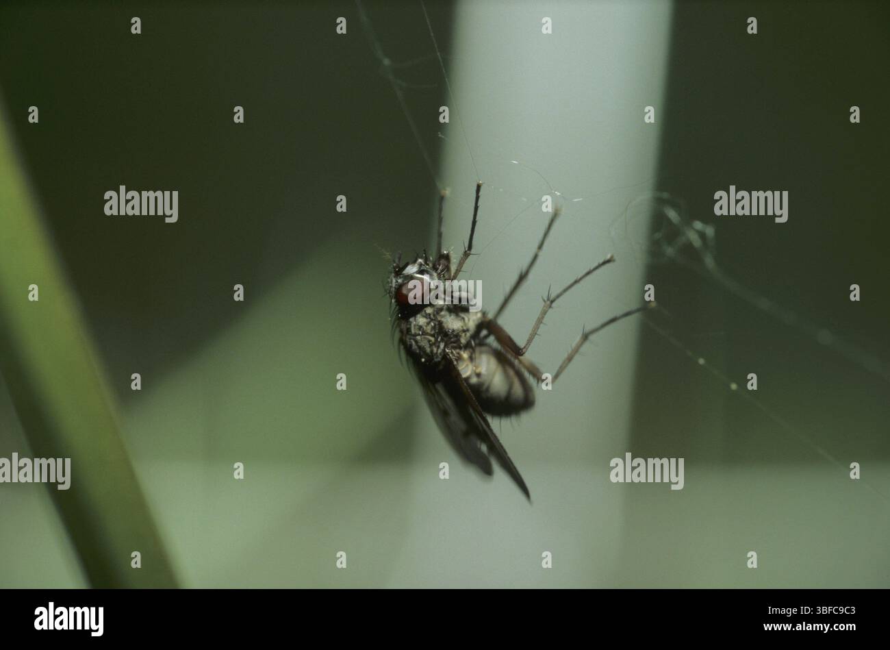 Fly in a spider's web Stock Photo - Alamy