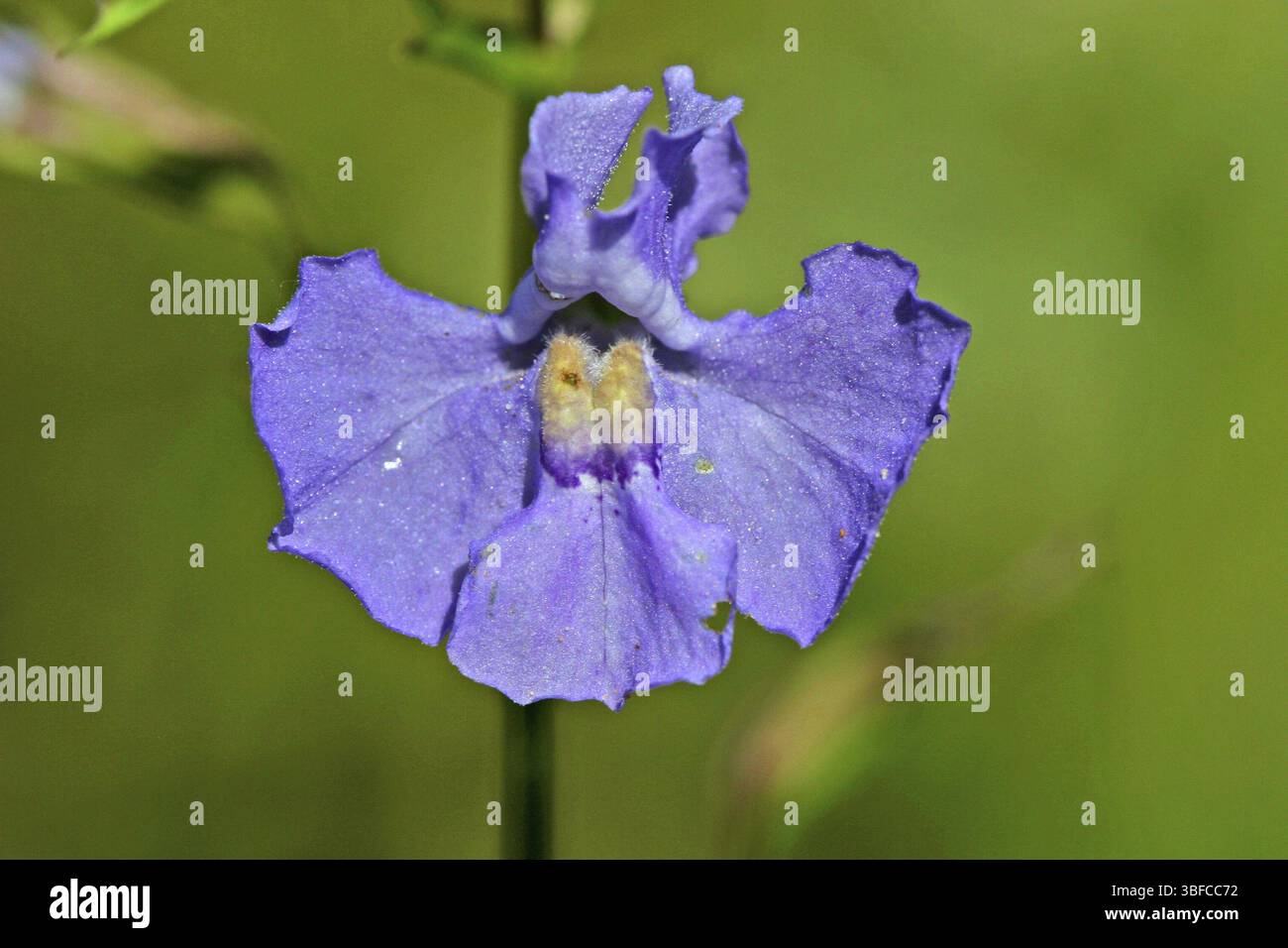 Blue bateleur flower (Mimulus guttatus Stock Photo - Alamy