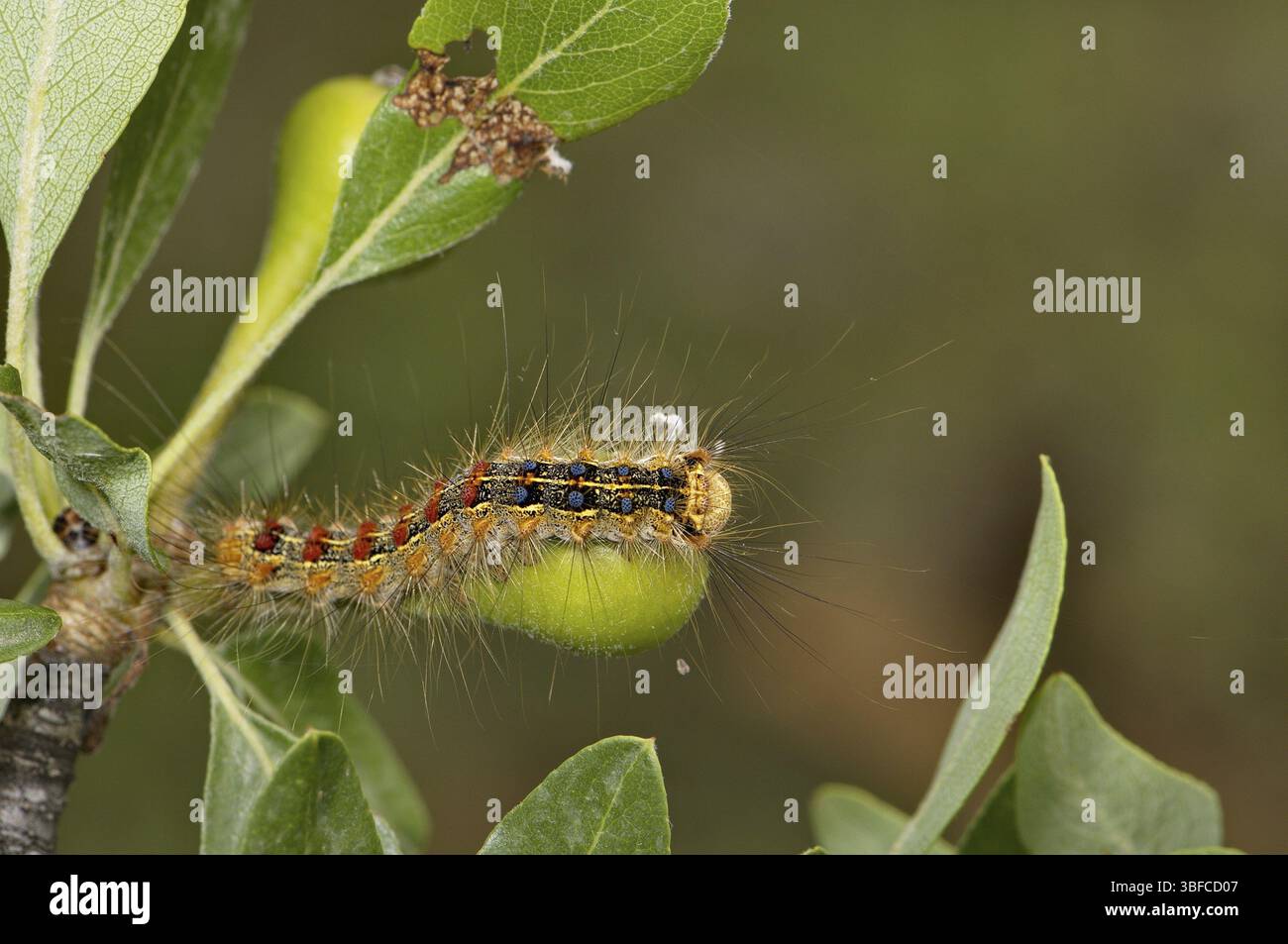Caterpillar of the gypsy moth (Lymantria dispar Stock Photo - Alamy