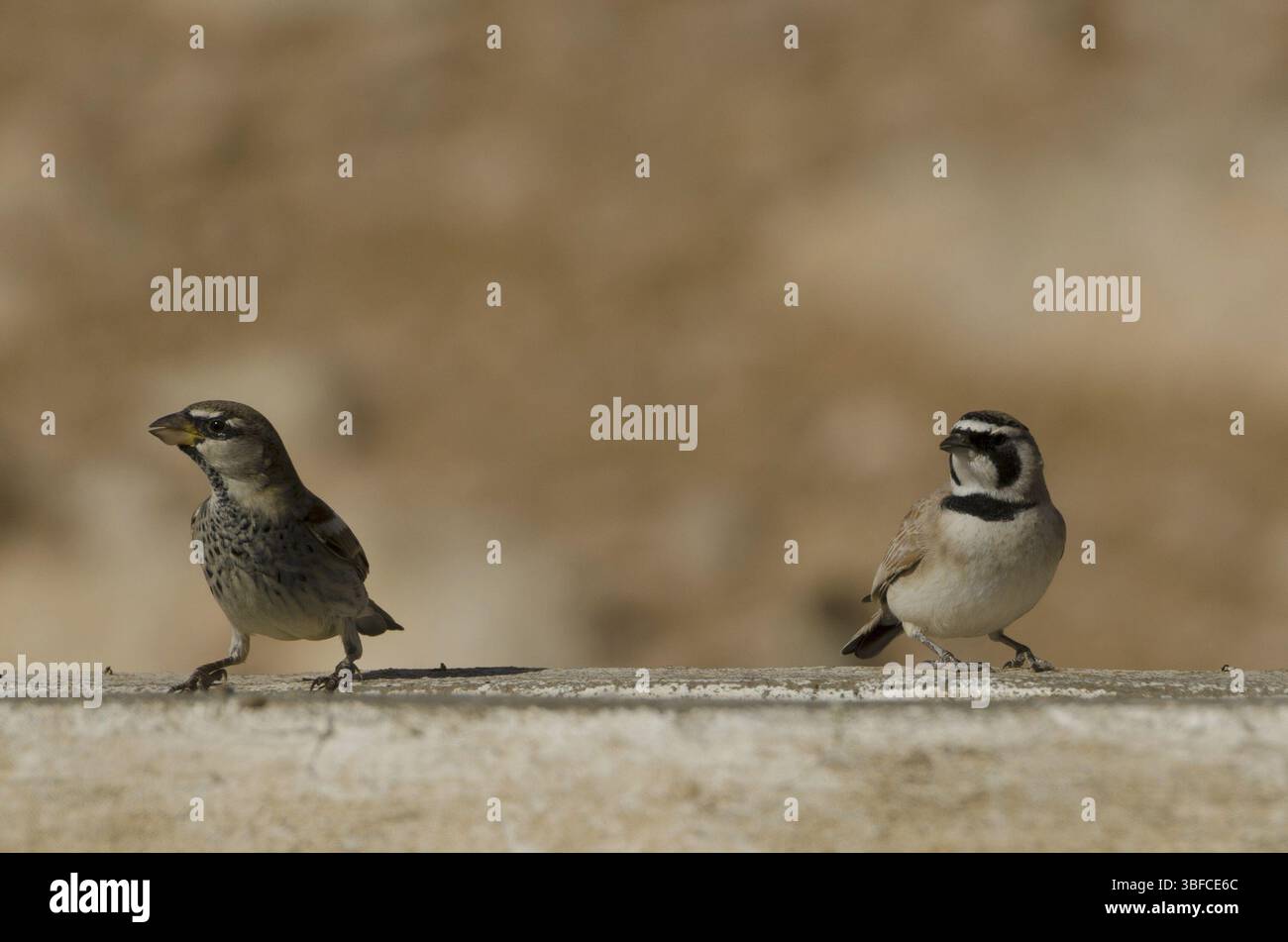 Sahara Horned Lark with Willow Sparrow (Eremophila bilopha Passer hispaniolensis) Stock Photo