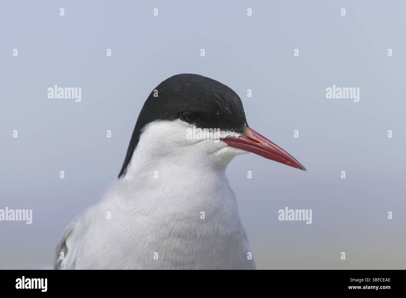 Arctic tern (Sterna paradisaea) Stock Photo