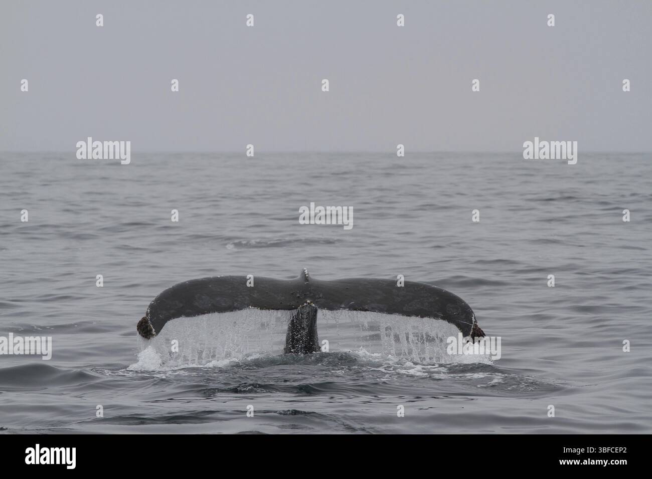 Humpback whale (Megaptera novaeangliae) Stock Photo