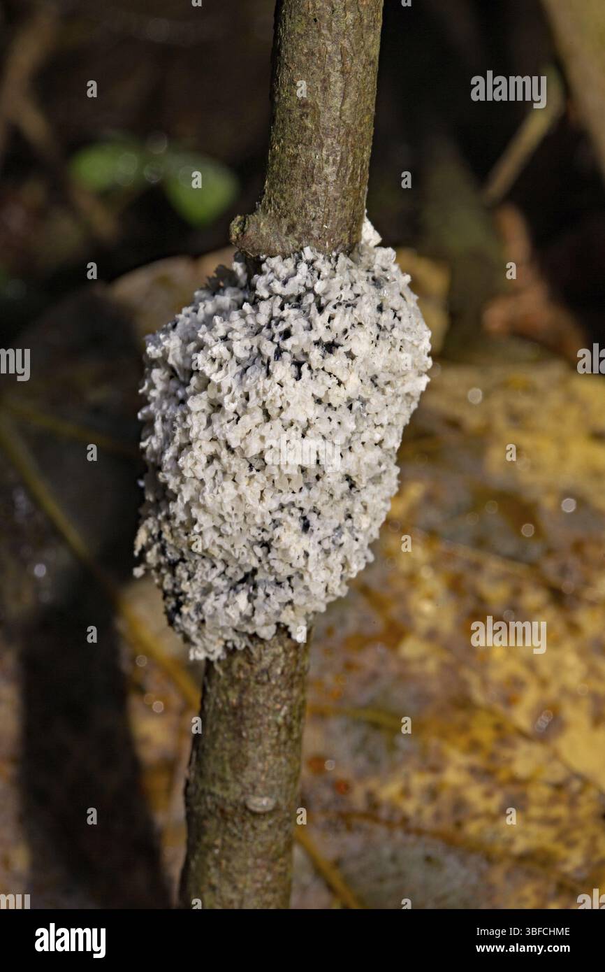 Foam slime mould (Mucilago crustacea) Stock Photo