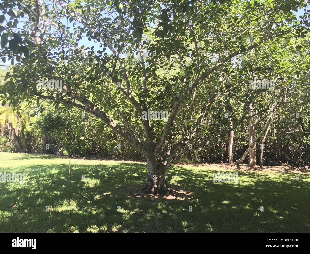 Ficus benghalensis plant hi-res stock photography and images - Alamy