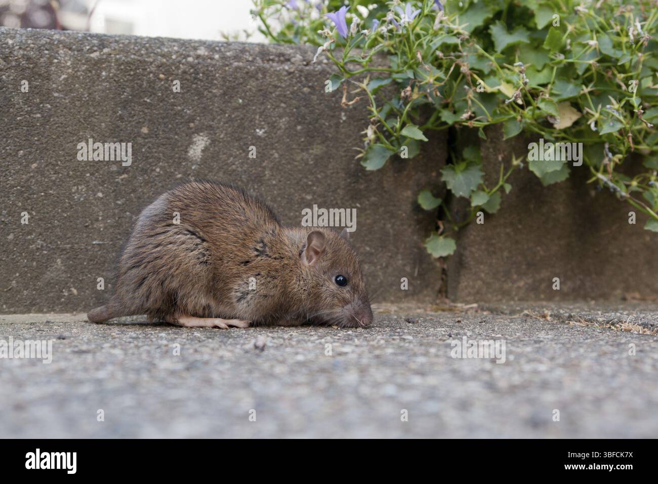 House rat (Rattus rattus Stock Photo - Alamy
