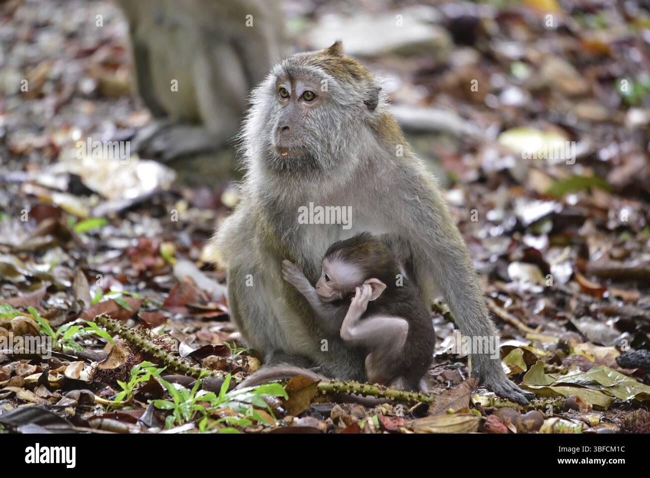 Monkey java indonesia hi-res stock photography and images - Alamy