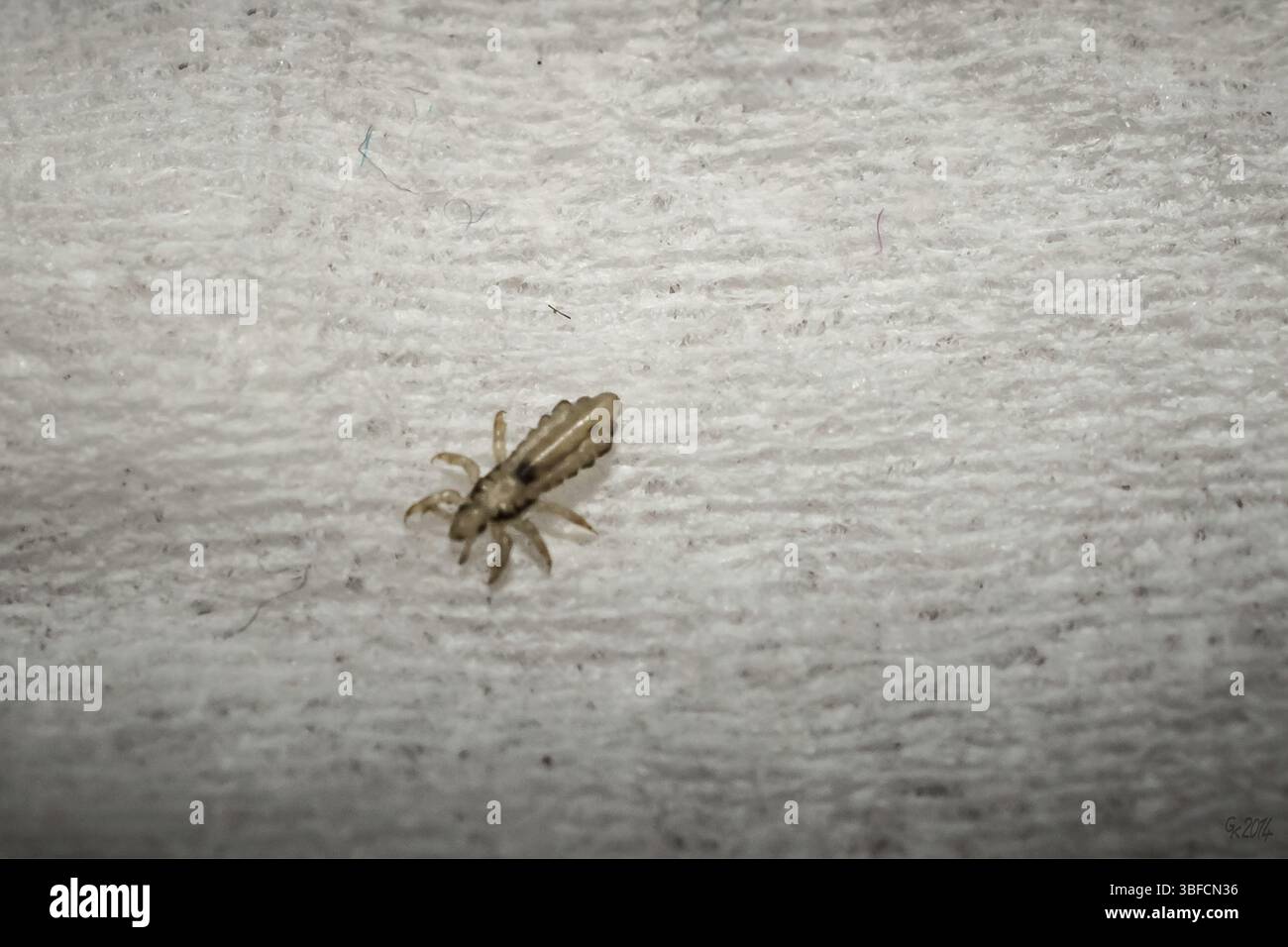 Head louse (Pediculus humanus Stock Photo - Alamy
