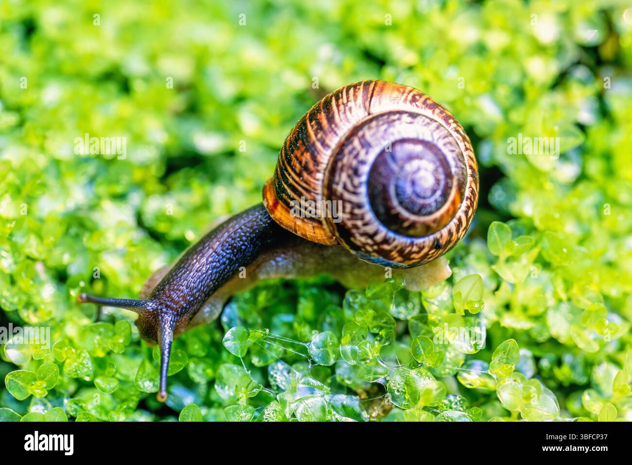 Beautiful Snail with a shell on green moss Stock Photo