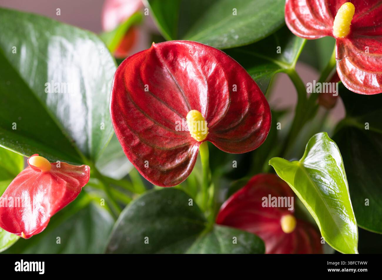 Anthurium house plant hi-res stock photography and images - Alamy