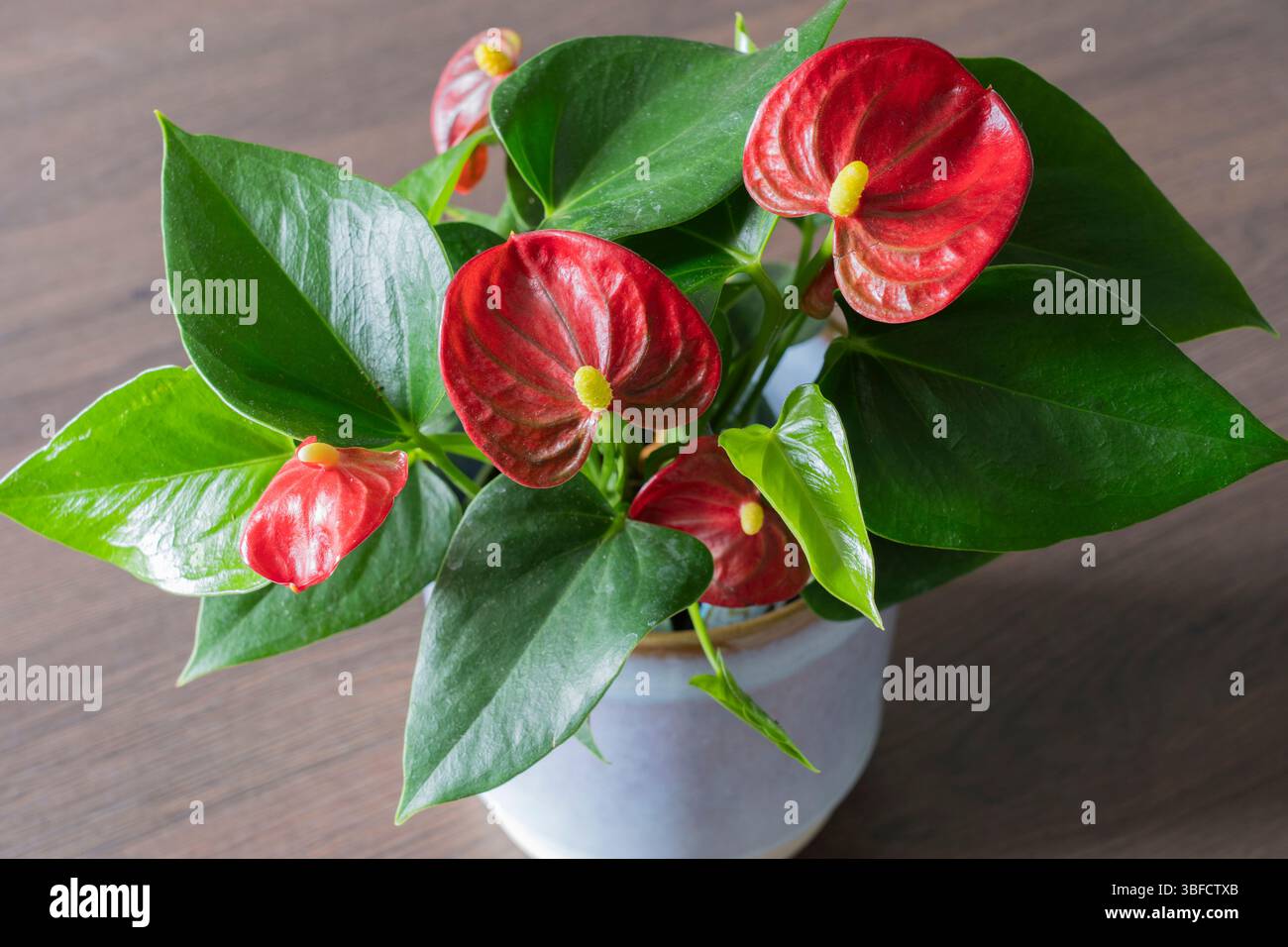 Red Diamond Flamingo Lily Anthurium Plant Stock Photo - Alamy