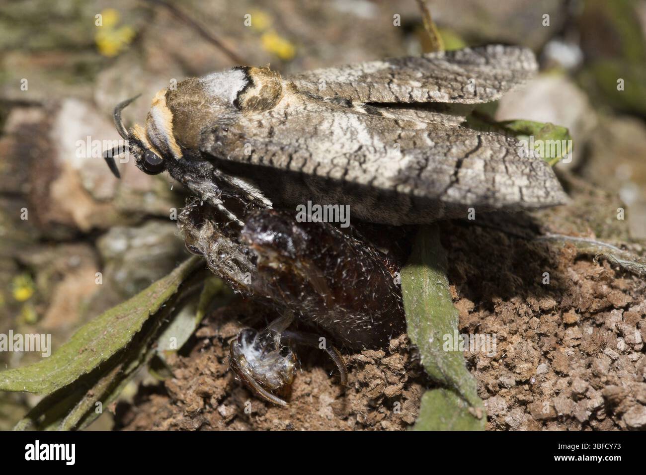 Willow borer (Cossus cossus Stock Photo - Alamy
