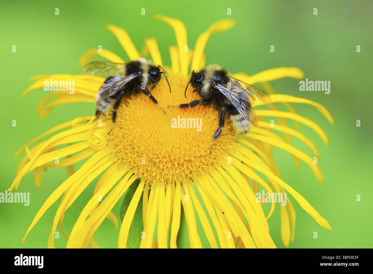 Psithyrus campestris hi-res stock photography and images - Alamy