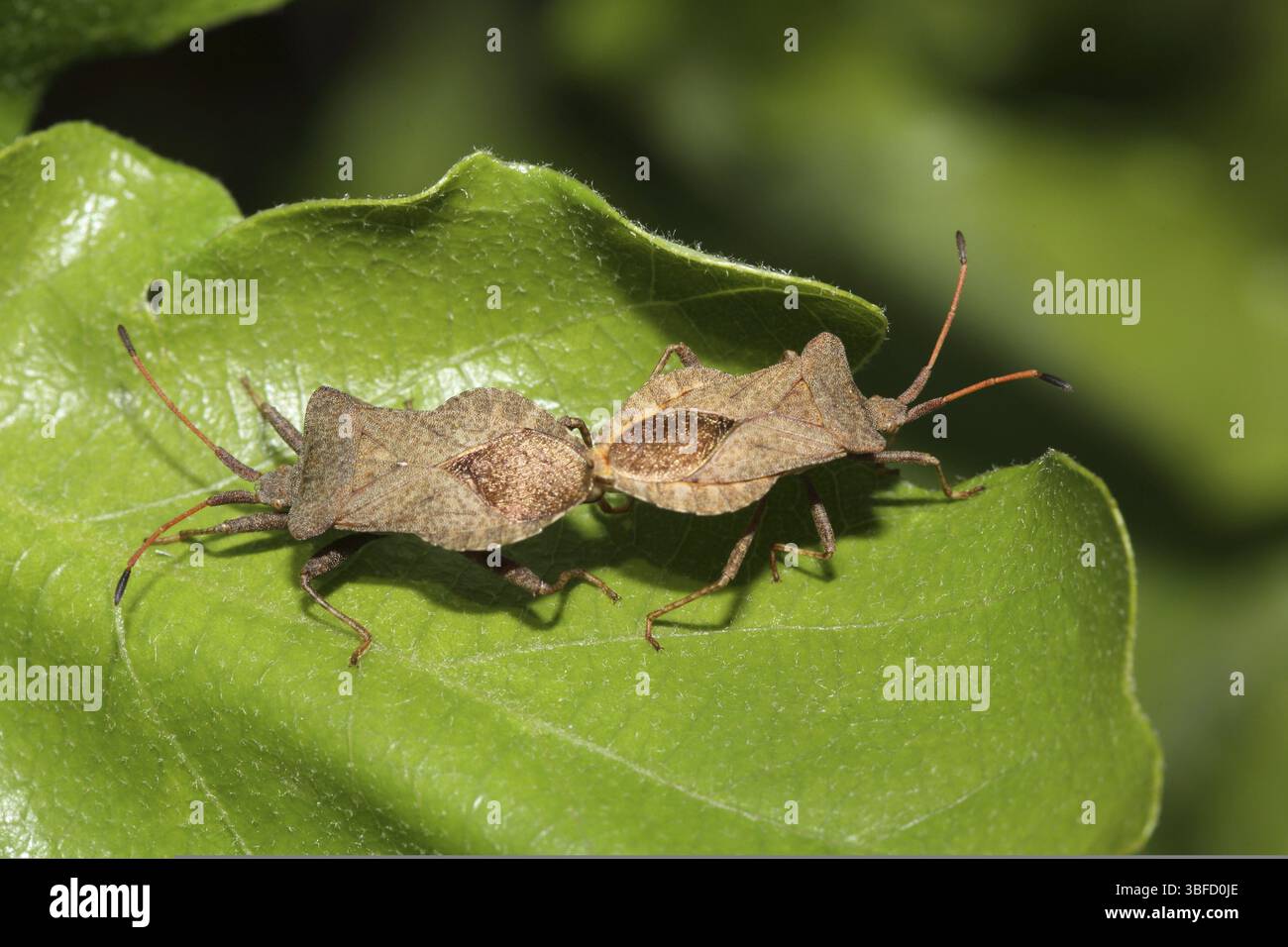 Roamn Insect Rhombic leatherbug syromastus rhombeus hi-res stock photography and ...