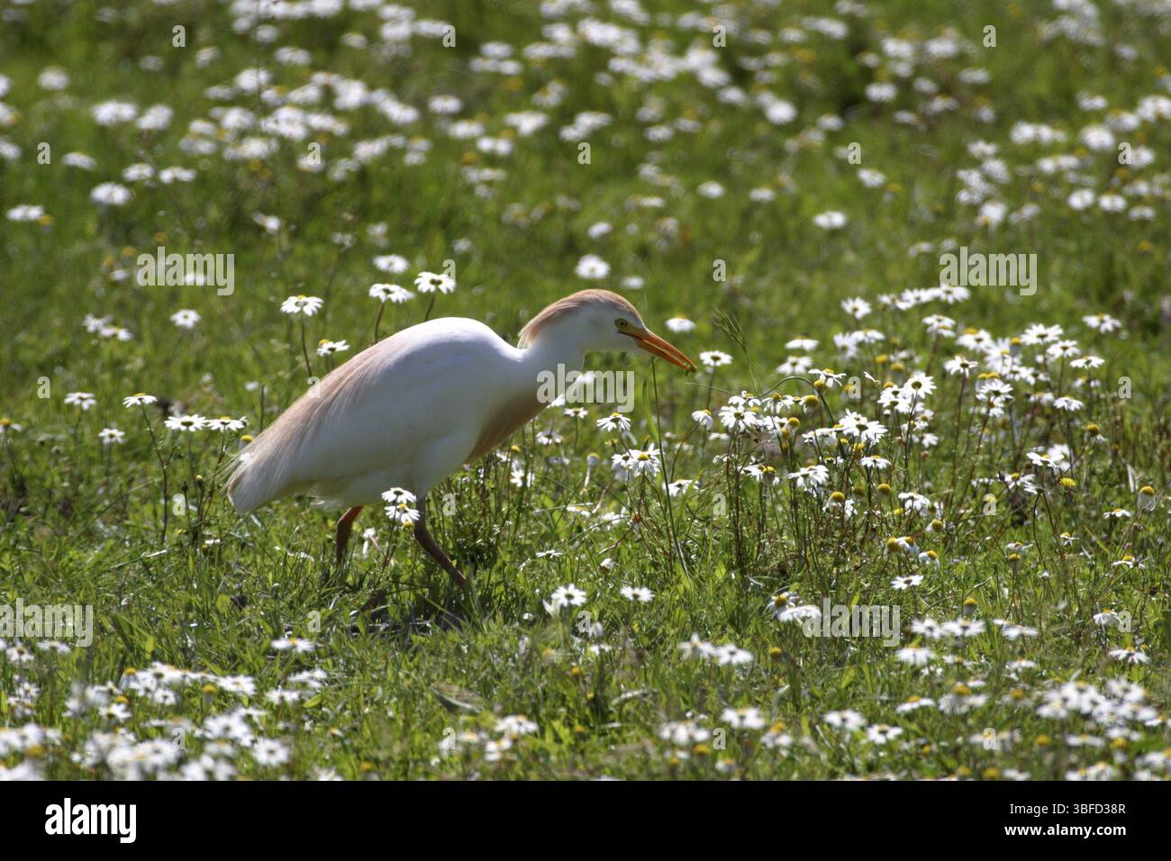 Cattle Egret (Bubulcus ibis Stock Photo - Alamy