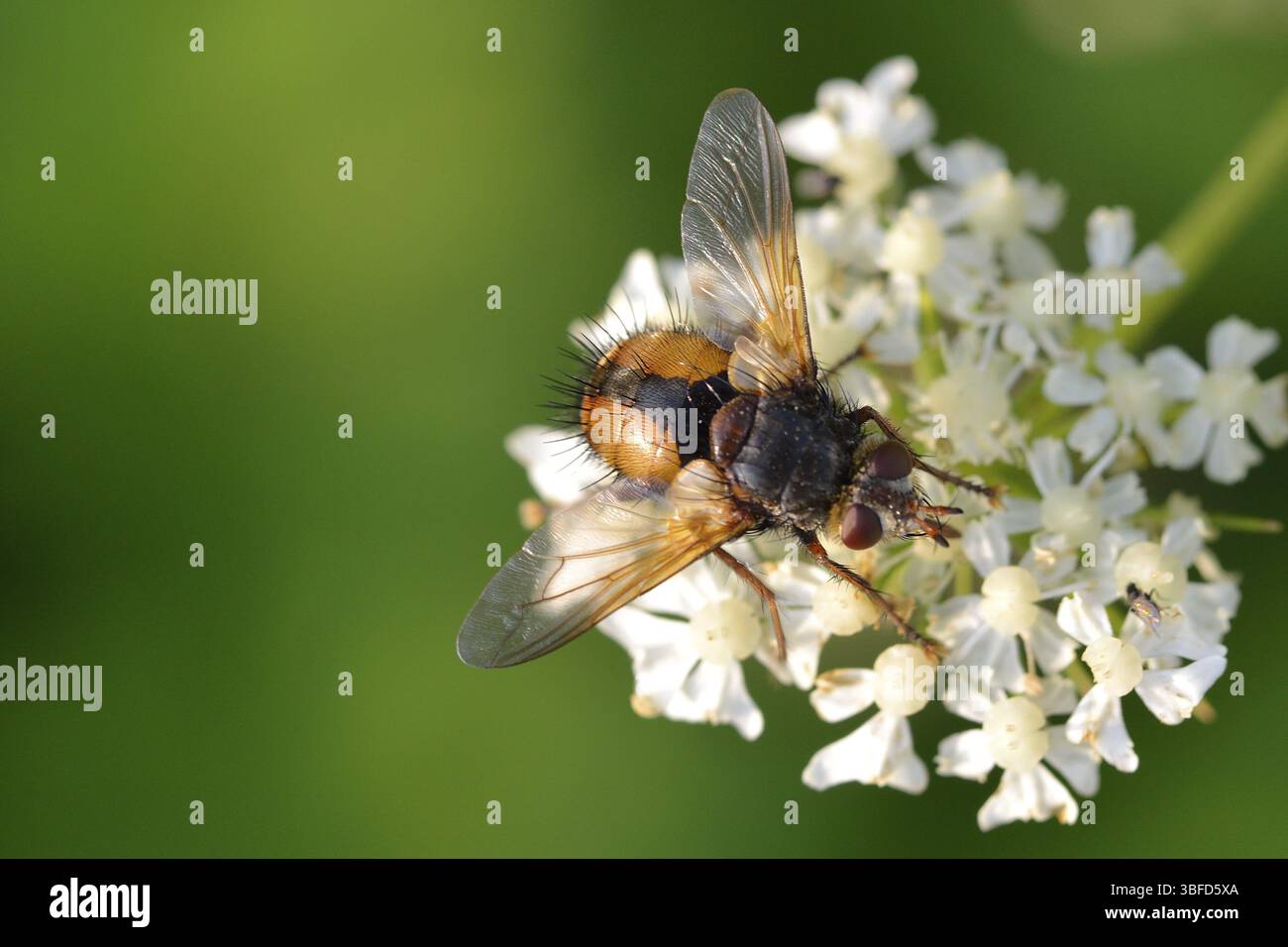 Hedgehog fly (Tachina fera Stock Photo - Alamy