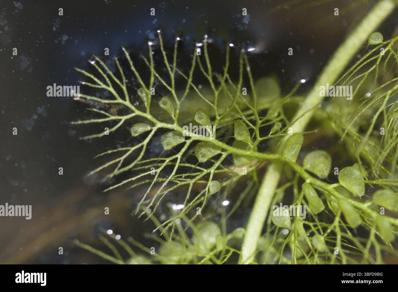 Greater bladderwort with bladders (Utricularia vulgaris) Stock Photo