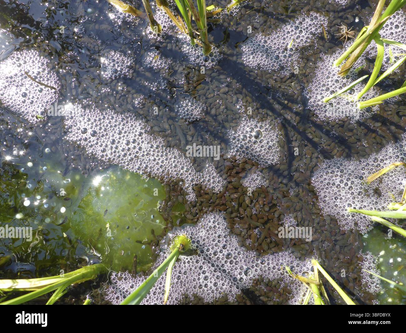 Tadpoles and frogspawn from the Common Frog Stock Photo - Alamy