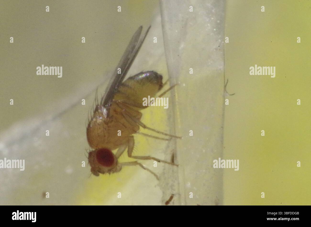 Fruit fly (Drosophila Stock Photo - Alamy
