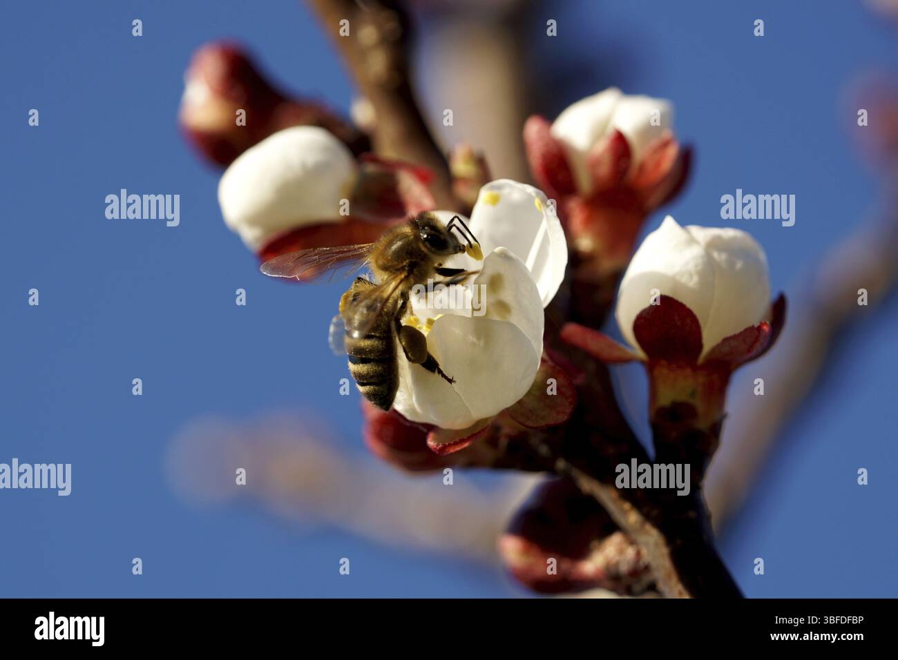 Honey bee, honeybee, apricot blossom, bee, honeybees (Apis, Apidae ...